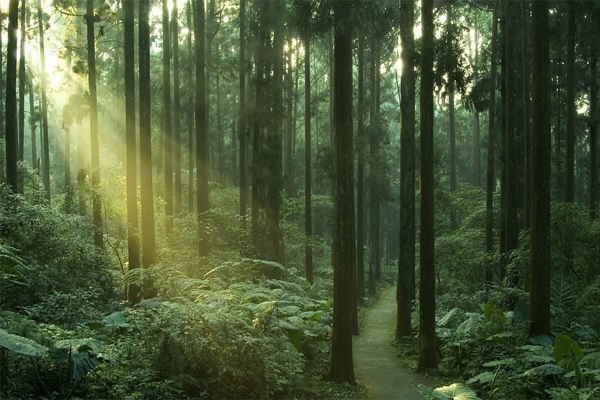 Increasing payments needed to protect forests capable of storing carbon: study